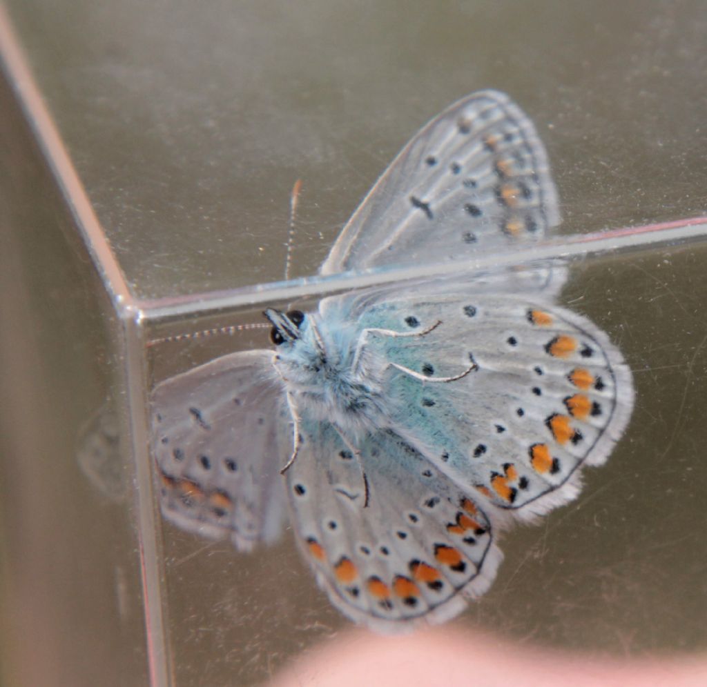 Poluommatus ...?